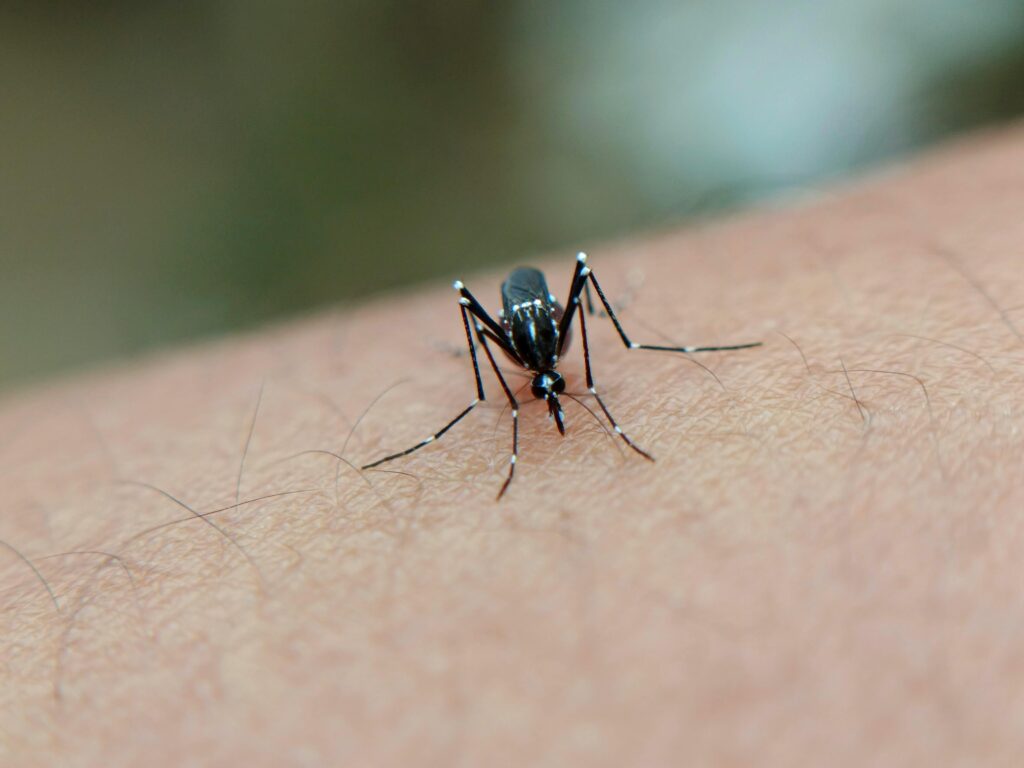 Sintomas da dengue