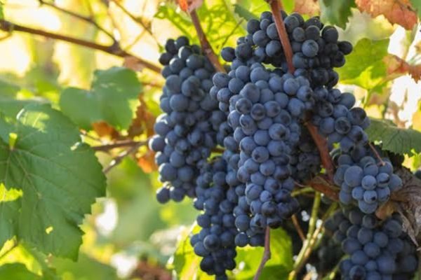 ac06e04e-5262-4621-aa09-9a469e4f02de