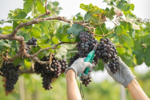 c93cbcbf-43bb-41d9-8620-dc59346cd1a4